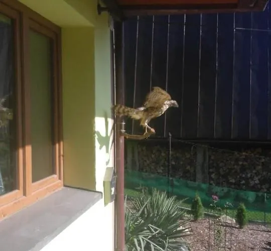 Sowa * אוסטראון